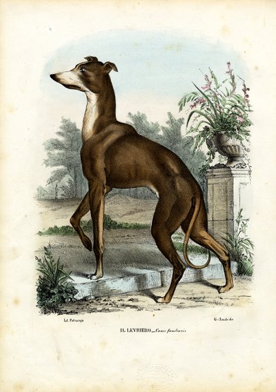 Windhund von Raimundo Petraroja